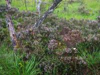 Toter Baumstamm und Birke in blühendem Besenheide Feld im Egerndacher Filz